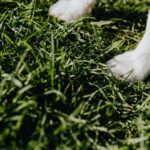 Mon chien boite mais pose la patte : causes et quand consulter
