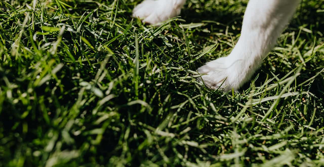 You are currently viewing Mon chien boite mais pose la patte : causes et quand consulter
