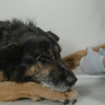Mon chien ne pose plus sa patte arrière gauche : causes et que faire