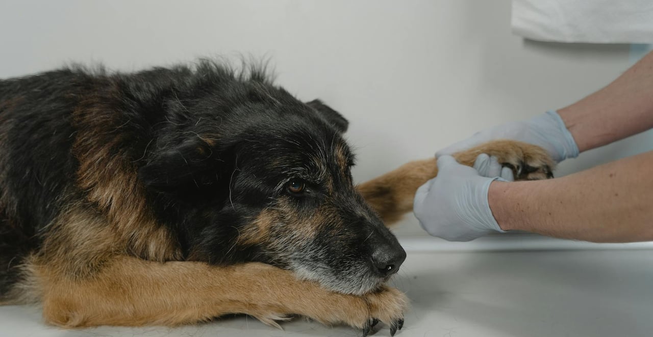 You are currently viewing Mon chien ne pose plus sa patte arrière gauche : causes et que faire