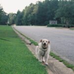 Où promener son chien sans laisse autour de moi : les meilleurs endroits