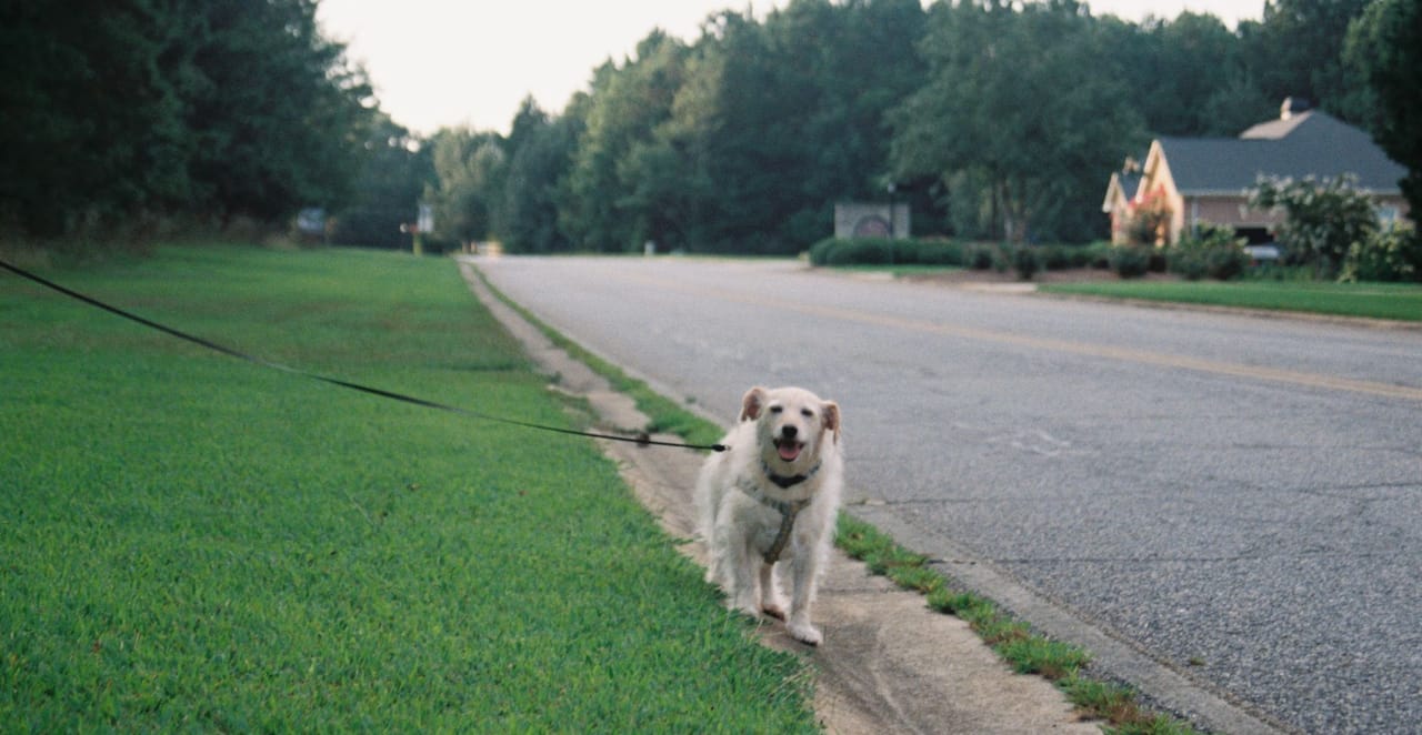 You are currently viewing Où promener son chien sans laisse autour de moi : les meilleurs endroits