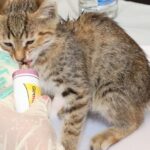 Prix d&rsquo;une stérilisation pour chat femelle : tarifs 2026 et conseils pour payer moins