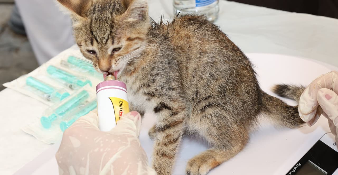 You are currently viewing Prix d’une stérilisation pour chat femelle : tarifs 2026 et conseils pour payer moins