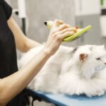 Chat qui ne perd pas ses poils : quelle race choisir et comment limiter la mue