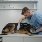 Mon chien est constipé depuis 3 jours : que faire ?