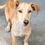 Chien de petite taille à adopter gratuitement près de Rezé : le guide complet