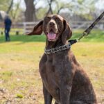 Collier sans fil anti fugue pour chien : le guide complet pour bien choisir