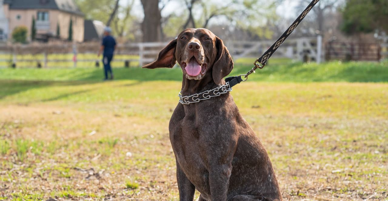 You are currently viewing Collier sans fil anti fugue pour chien : le guide complet pour bien choisir