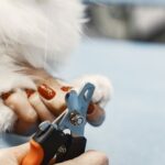 Comment couper les griffes d&rsquo;un chien : le guide complet étape par étape