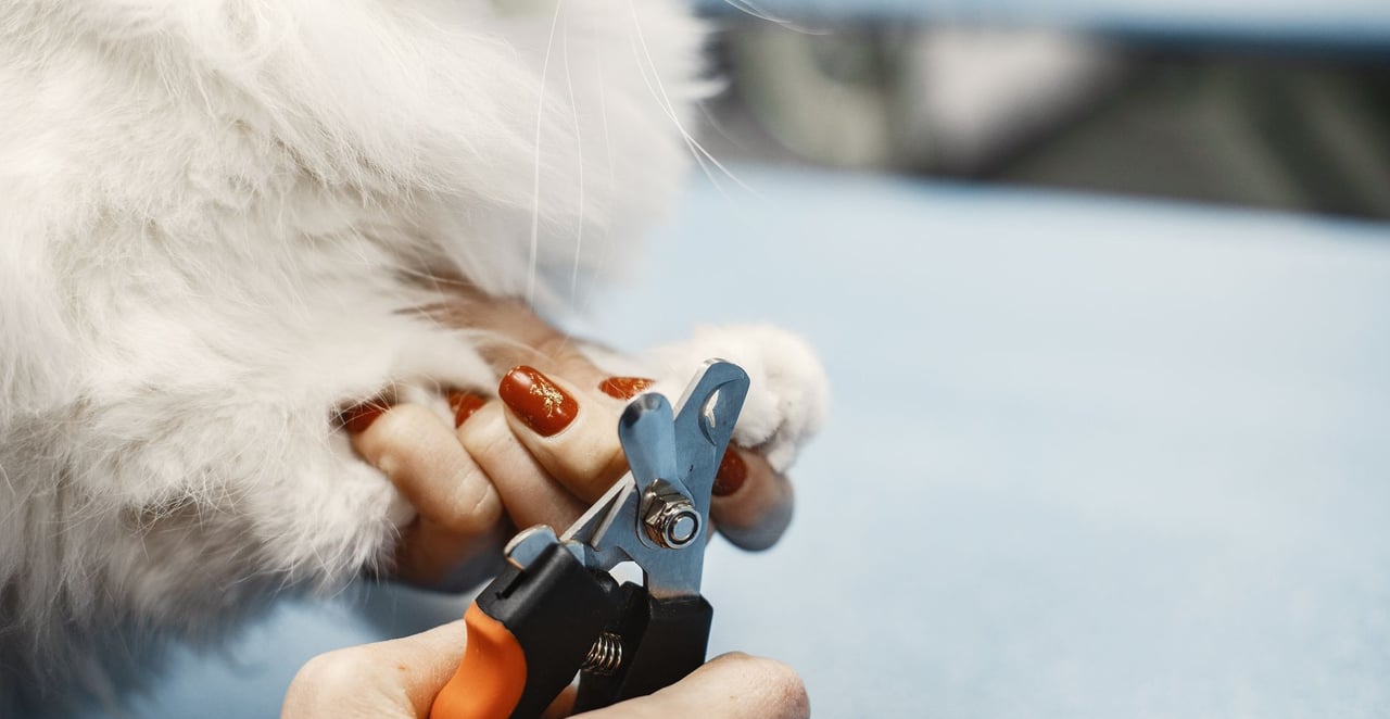 You are currently viewing Comment couper les griffes d’un chien : le guide complet étape par étape