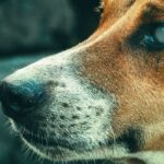 Est-ce que les chiens voient dans le noir ?