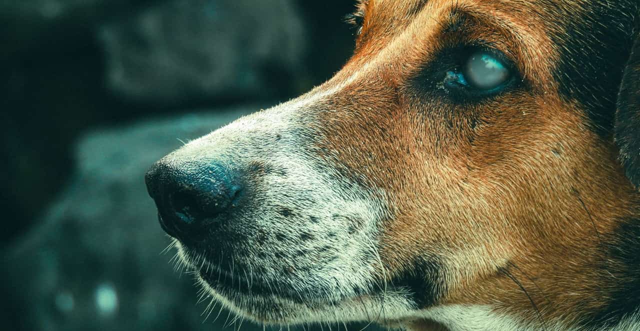 You are currently viewing Est-ce que les chiens voient dans le noir ?