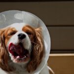 Fabriquer un body pour chien après opération : le guide DIY complet