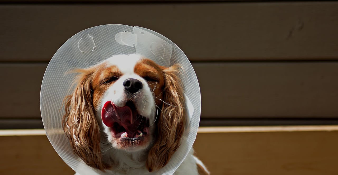 You are currently viewing Fabriquer un body pour chien après opération : le guide DIY complet