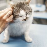Hyperthyroïdie du chat : quelle espérance de vie sans traitement ?