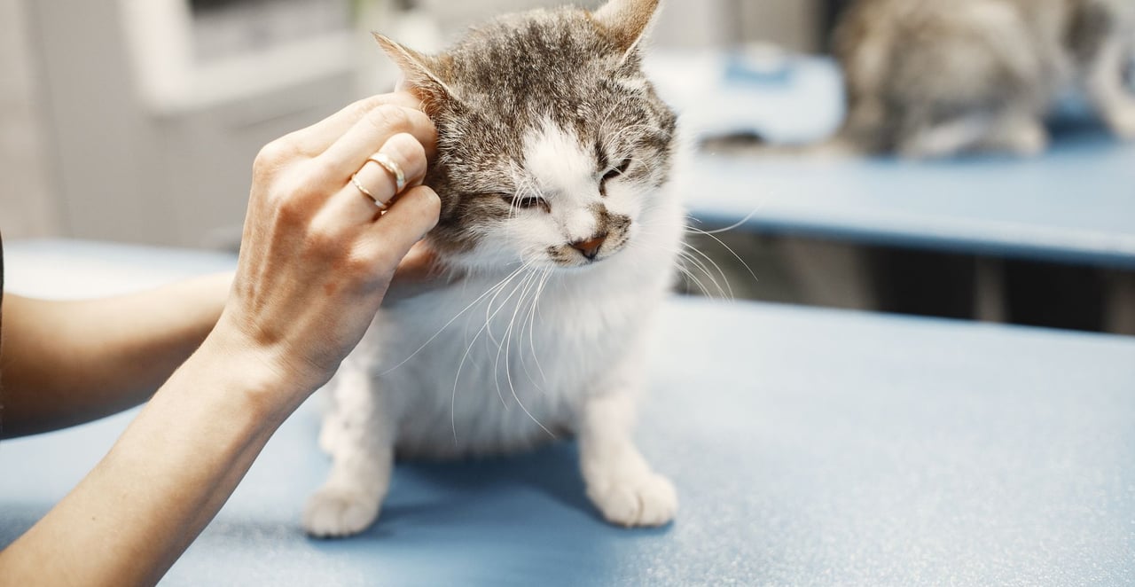 You are currently viewing Hyperthyroïdie du chat : quelle espérance de vie sans traitement ?
