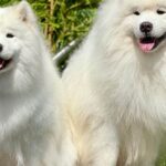 Le chien le plus cher du monde : record, prix et races à ne pas s&rsquo;offrir sans réfléchir