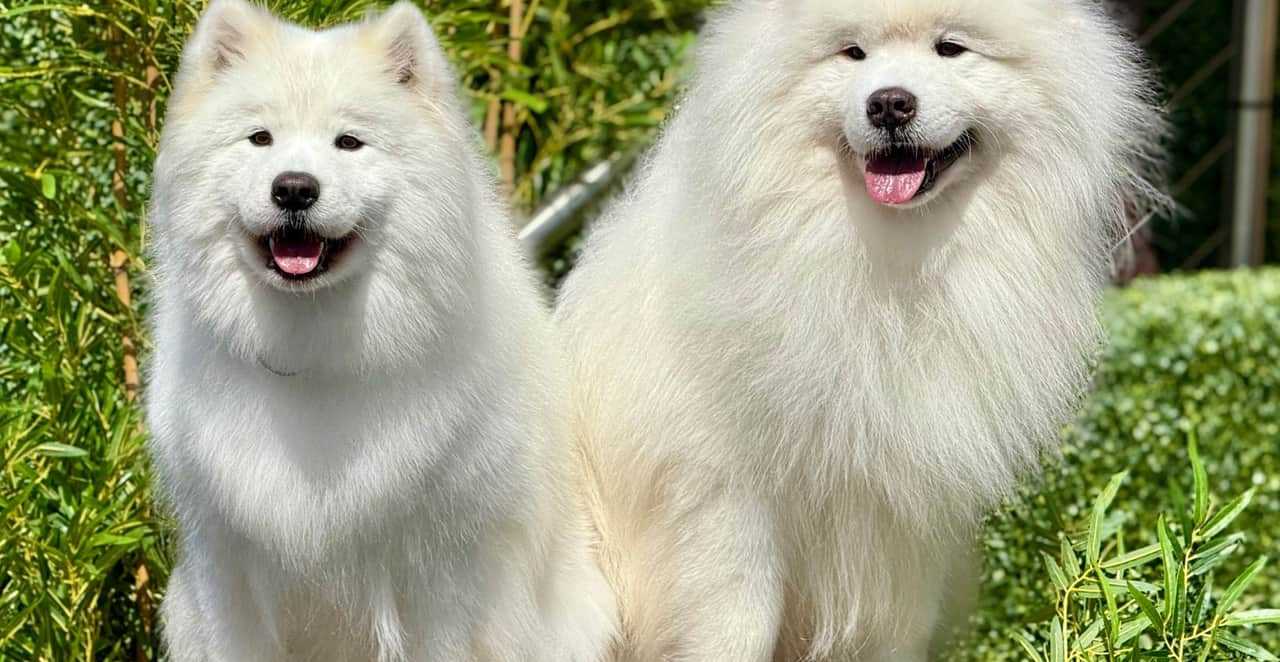 You are currently viewing Le chien le plus cher du monde : record, prix et races à ne pas s’offrir sans réfléchir
