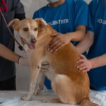 Lymphome chien : espérance de vie sans chimio