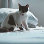 Mon chat urine sur mon lit après avoir été puni : pourquoi et comment réagir