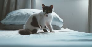 Lire la suite à propos de l’article Mon chat urine sur mon lit après avoir été puni : pourquoi et comment réagir
