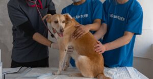 Lire la suite à propos de l’article Mon chien a du sang dans les selles : causes et conduite à tenir