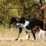 Mon chien mange des crottes pendant la promenade : causes et solutions