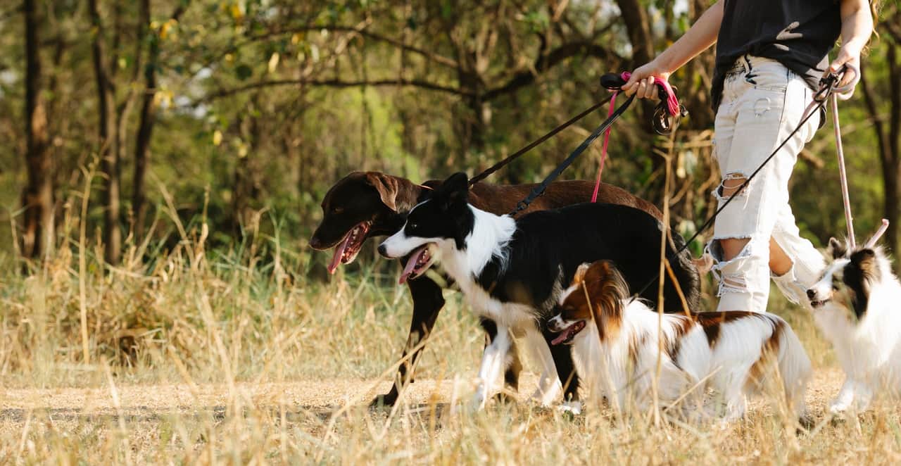 You are currently viewing Mon chien mange des crottes pendant la promenade : causes et solutions