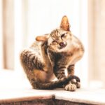Mon chien se gratte tout le temps : causes et solutions