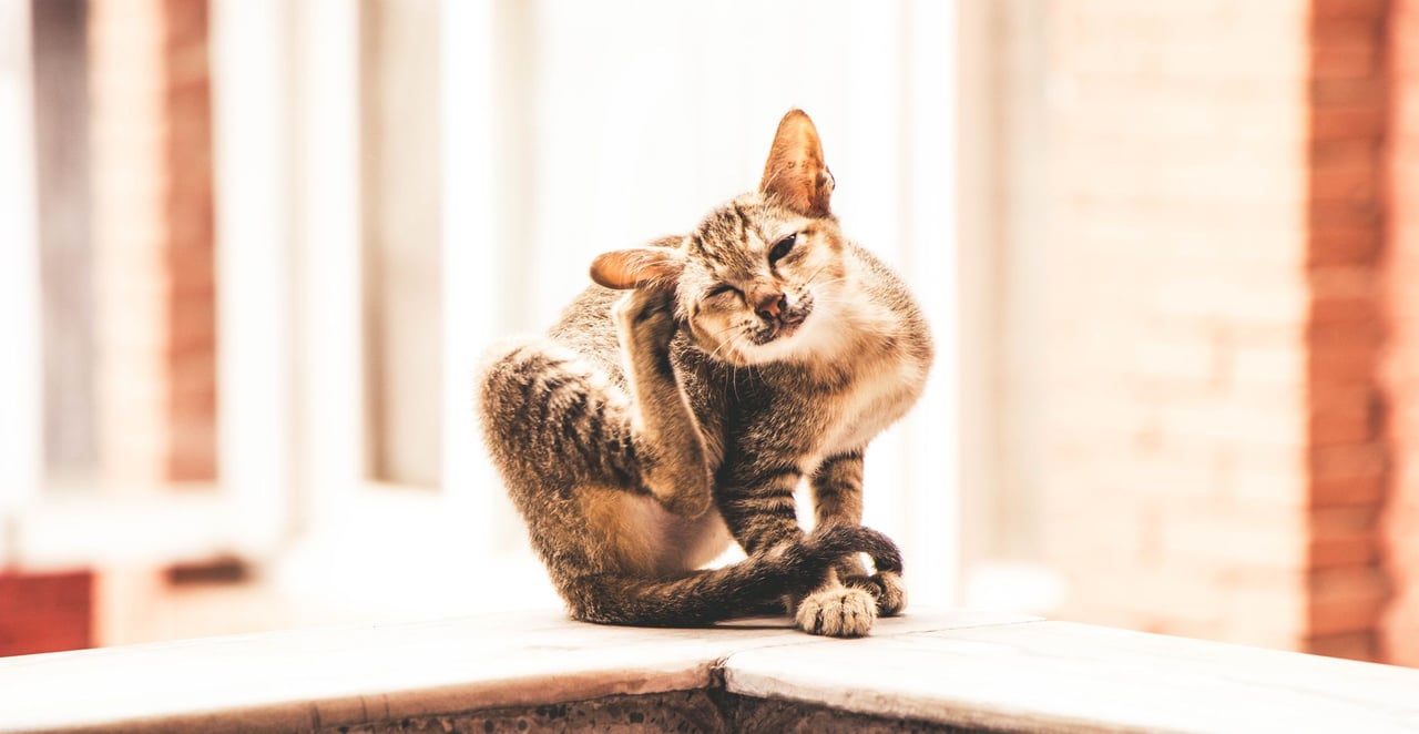 You are currently viewing Mon chien se gratte tout le temps : causes et solutions