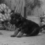 Peut-on donner de la banane à un chien