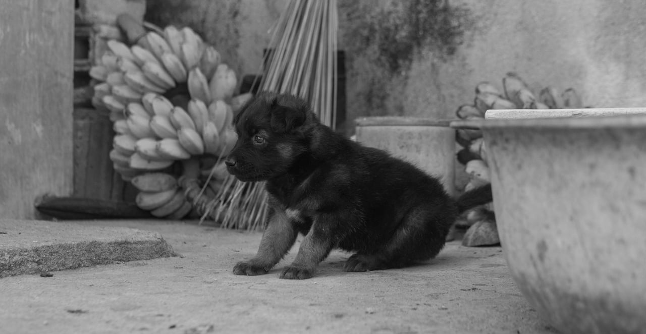 You are currently viewing Peut-on donner de la banane à un chien