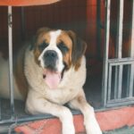 Quel est le plus gros chien du monde