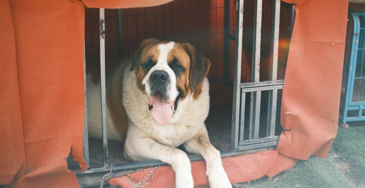 You are currently viewing Quel est le plus gros chien du monde
