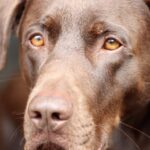 Pourquoi le chocolat est mauvais pour les chiens