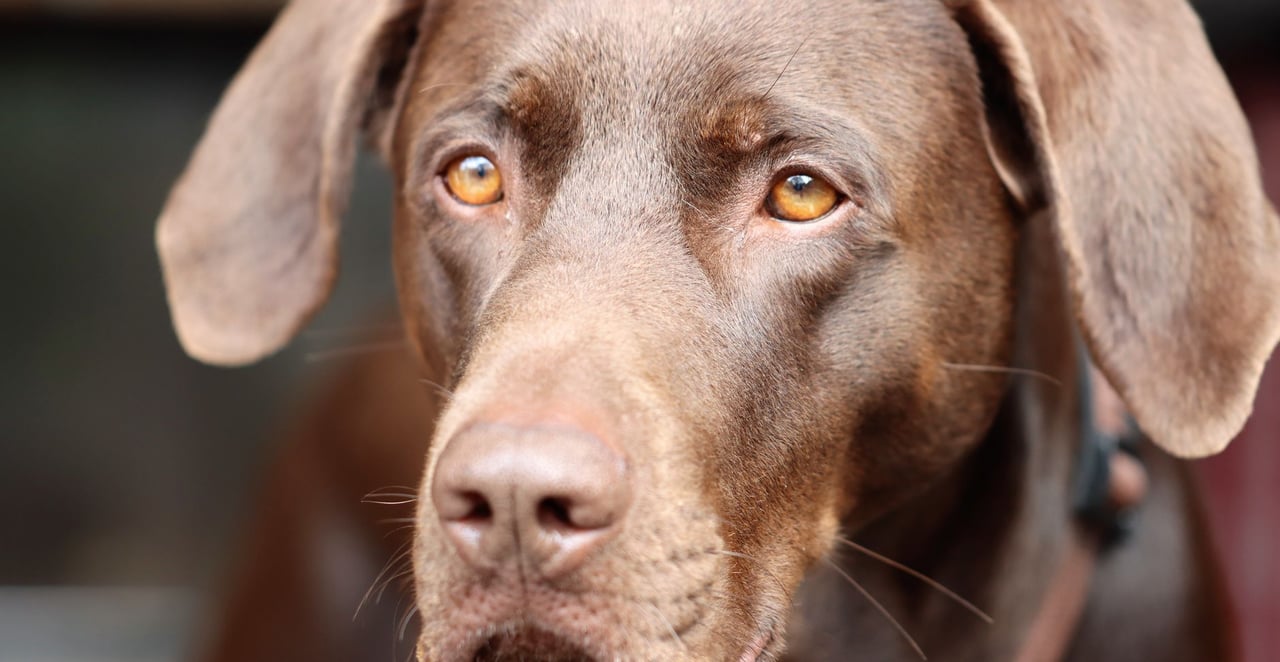 You are currently viewing Pourquoi le chocolat est mauvais pour les chiens