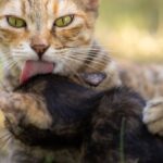 Pourquoi mon chat me mordille puis me lèche ?