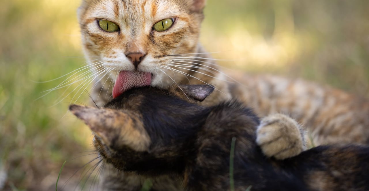 You are currently viewing Pourquoi mon chat me mordille puis me lèche ?