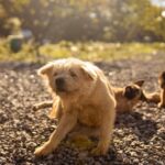 Pourquoi mon chien se gratte tout le temps