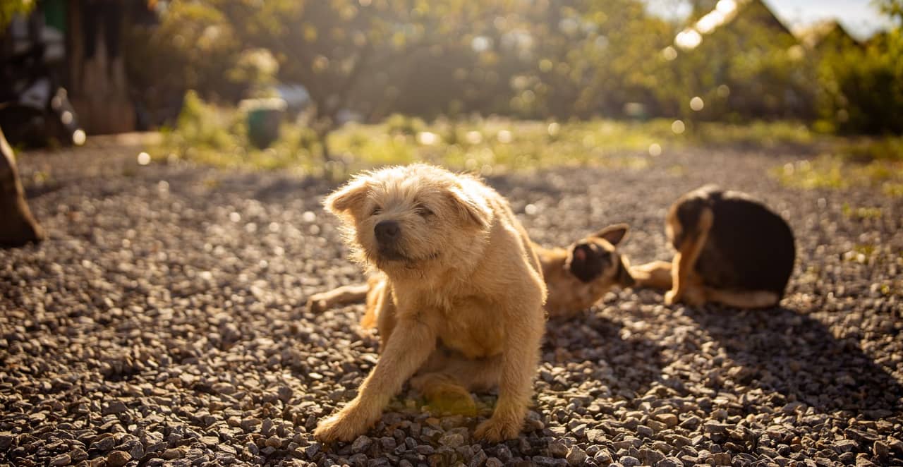 You are currently viewing Pourquoi mon chien se gratte tout le temps