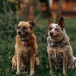 Quel chien est fait pour moi ? Le test complet pour trouver votre race idéale