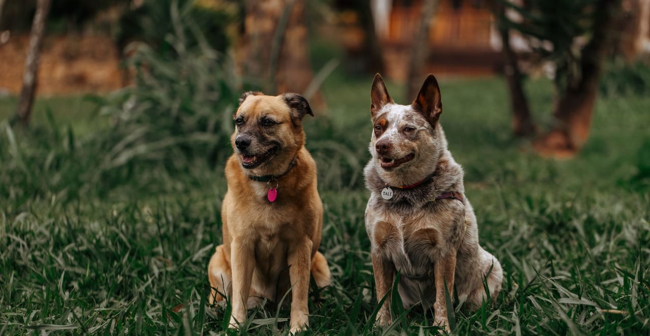 You are currently viewing Quel chien est fait pour moi ? Le test complet pour trouver votre race idéale