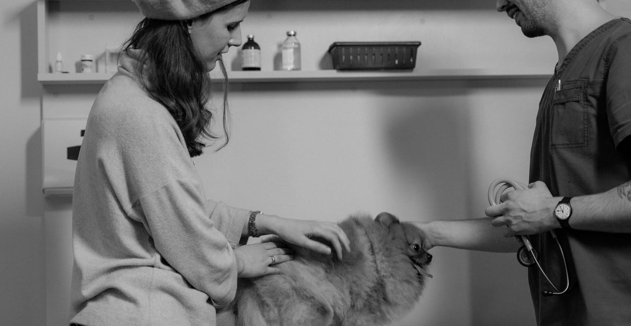 You are currently viewing Quel est le meilleur médicament pour l’arthrose du chien ?