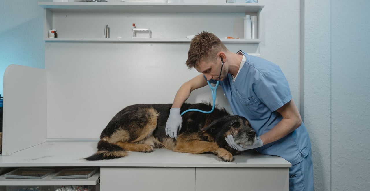 You are currently viewing Un chien peut-il guérir de la parvovirose ?