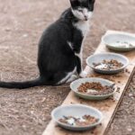 Chat qui ne mange plus du jour au lendemain : causes et que faire