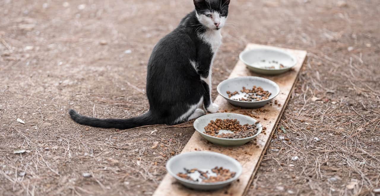 You are currently viewing Chat qui ne mange plus du jour au lendemain : causes et que faire