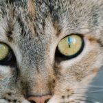 Mon chat a les yeux qui coulent marron : causes et que faire