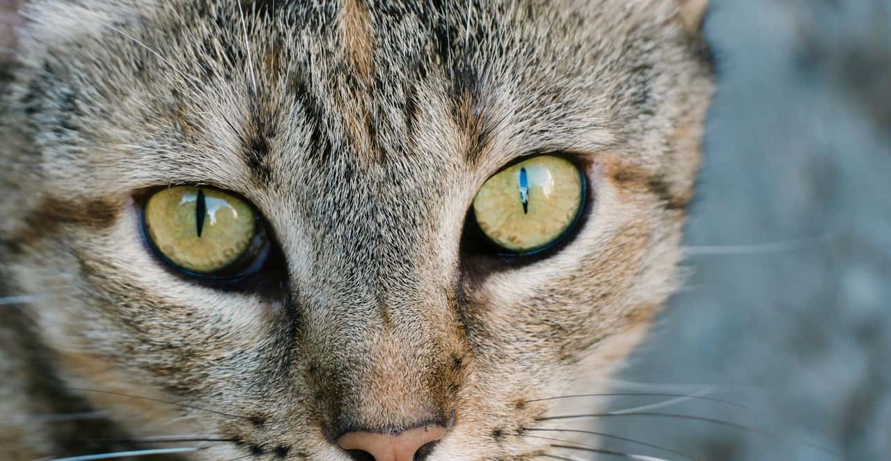 You are currently viewing Mon chat a les yeux qui coulent marron : causes et que faire