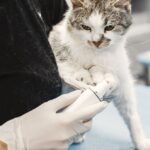 Combien de temps dure une cystite chez le chat